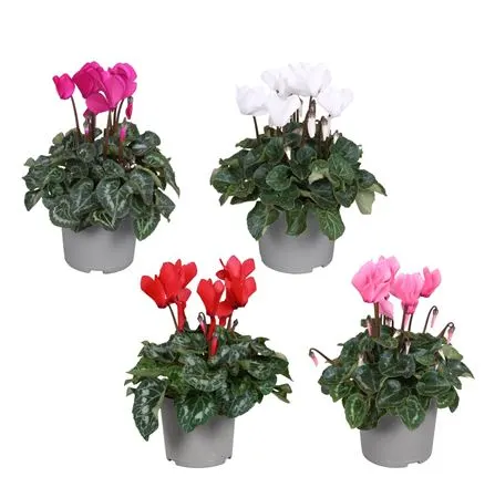 Cyclamen S Allure Gemengd črepník 12 cm