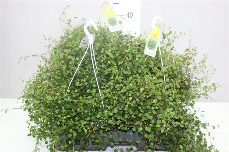 Muehlenbeckia, závesný črepník črepník 22 cm