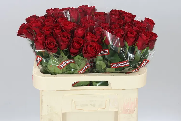Ruža Madam Red 60 cm