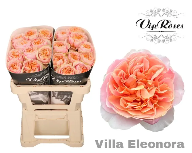 R Gr Villa Eleonora 50 cm