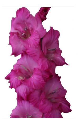 Gladiola Cerise 120 cm