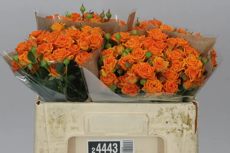 Rosa Tr Orange Queen 50 cm