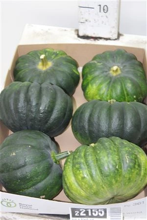 Okrasná tekvica Halloween Green