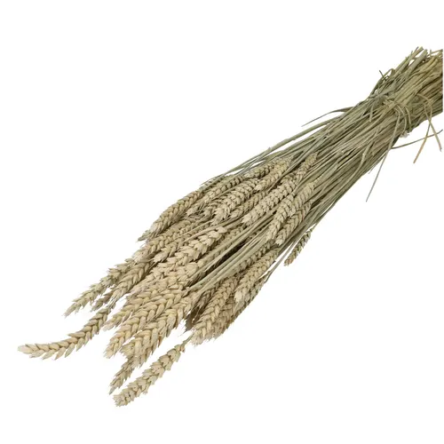 Sušený kvet Wheat 60- biela 70 cm