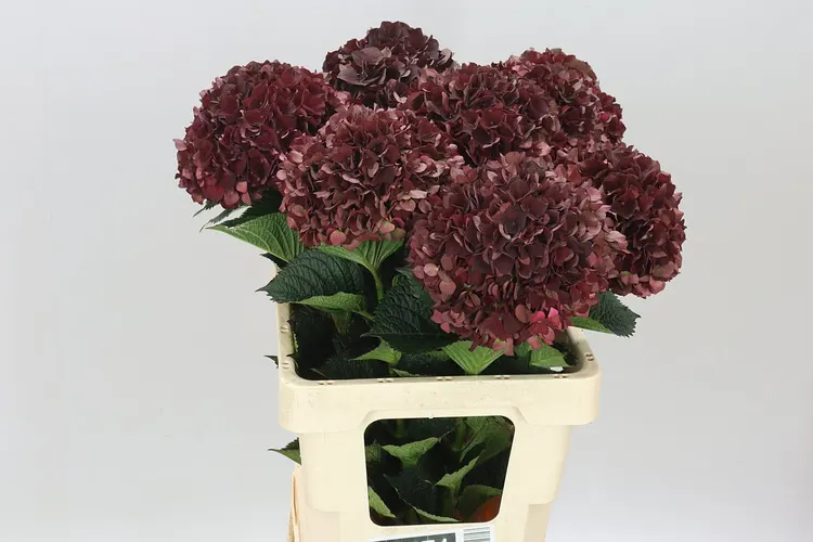 Hyd Dark Ruby Classic 60 cm