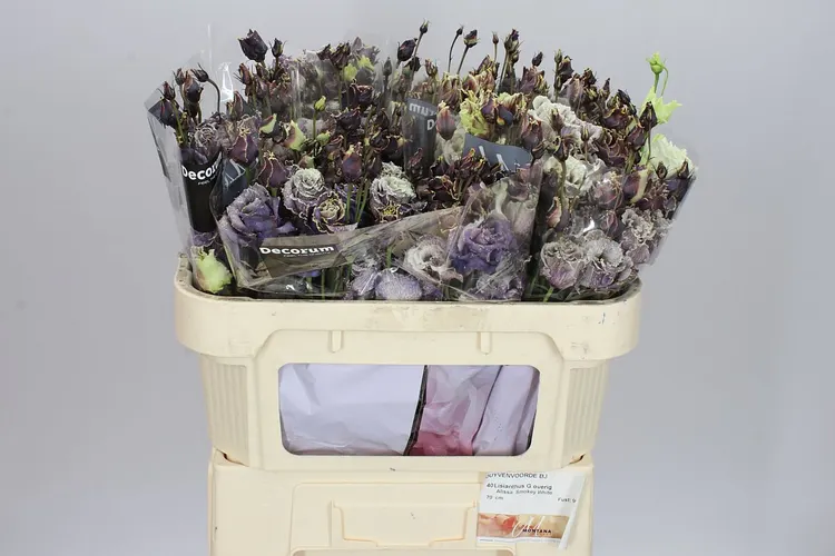 Eust Dy Alissa Smokey White 72 cm