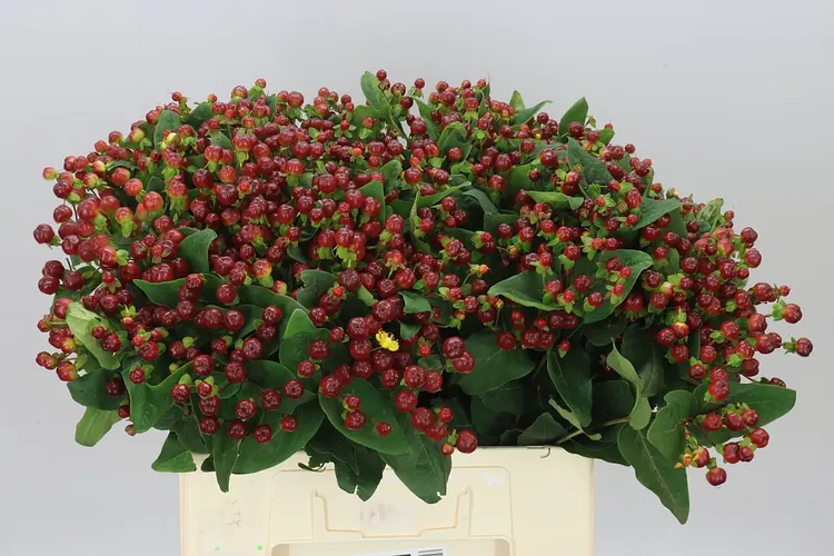 Hyperikum Mag Cherry 60 cm