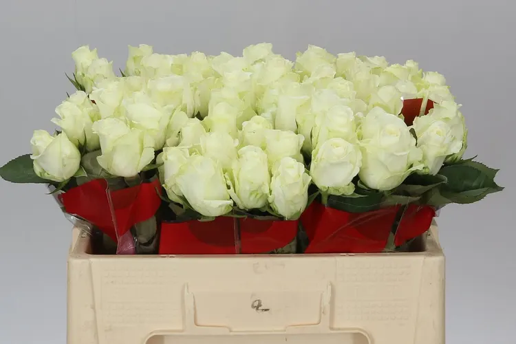 Rosa Gr Countdown Ex 50 cm