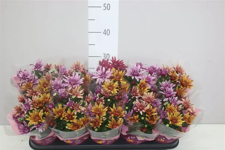 Chryzantéma črepníková Artistic Jeff Carnaval črepník 12 cm