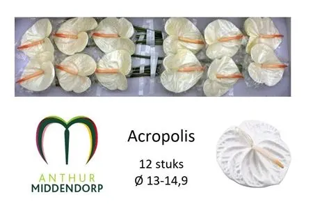 Anth Acropolis