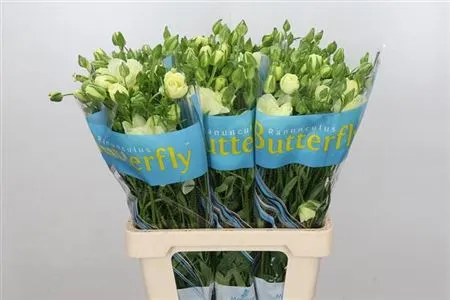 Ranuncul Butterfly Litai 60 cm