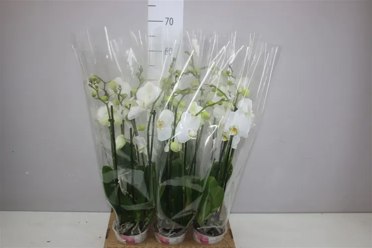 Orchidea Phalaenopsis Nottingham, 3 výhony črepník 12 cm