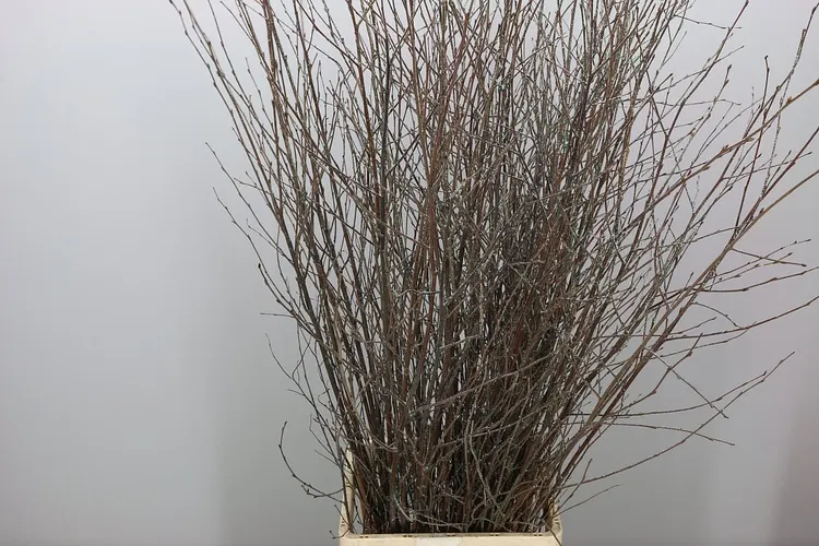 Berk Naturel Glitter 120 cm