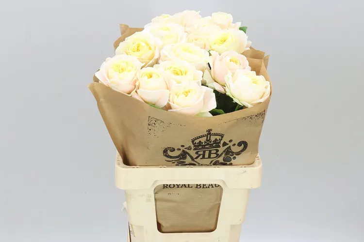 Rosa Gar Priscilla! 60 cm