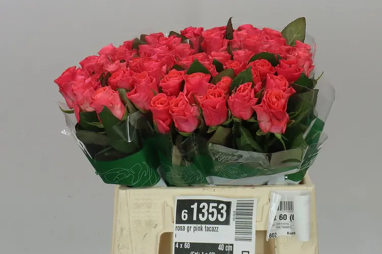 Ruža Pink Tacazzi 40 cm