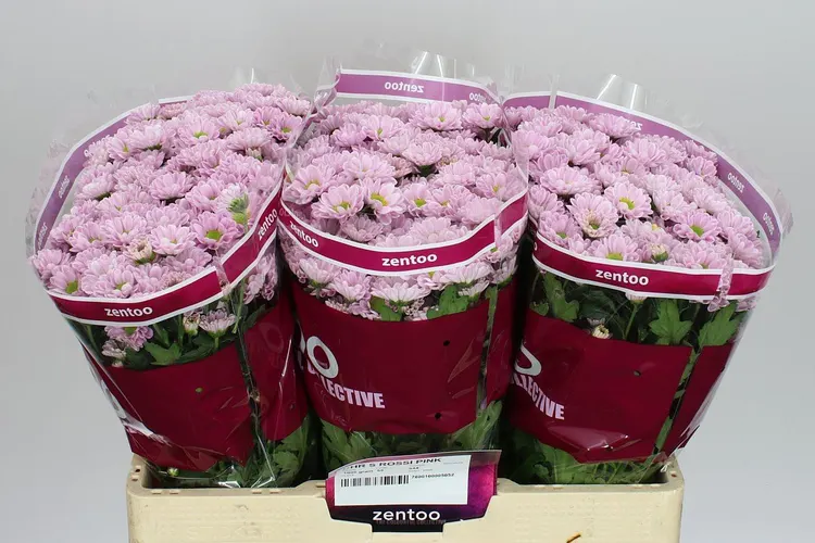 Sant Rossi Pink 55 cm