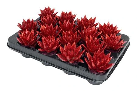 Echeveria Red + Glitter črepník 6 cm