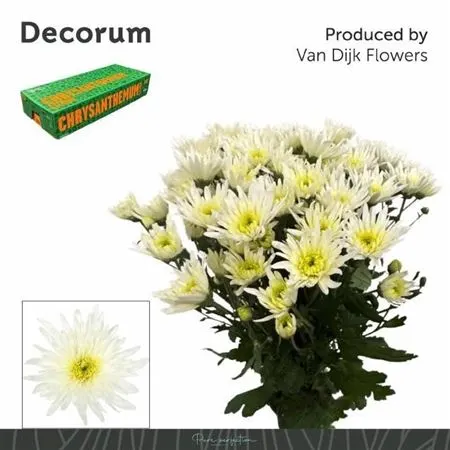 Chr T Delianne White 70 cm