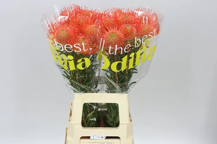 Leucospermum Succession 70 cm