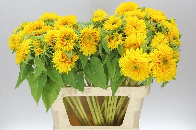 Helianthus A Sun King 85 cm