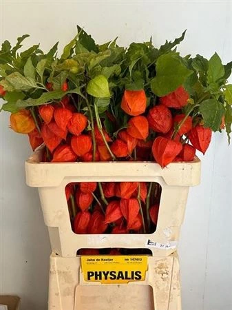Physalis Orange 60 cm