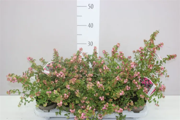 Symphoricarpos Magical Sweet črepník 11 cm
