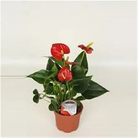 Antúrium červené črepník 12 cm