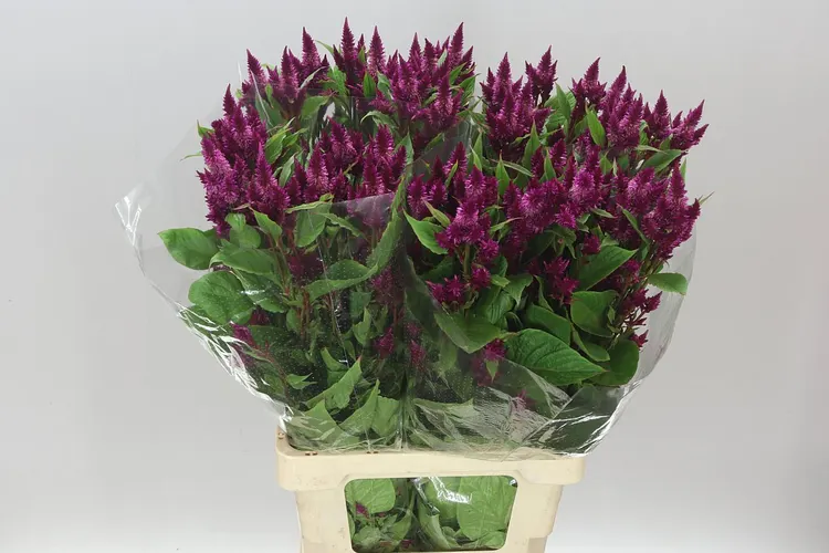Celózia Sp Celway Purple 75 cm