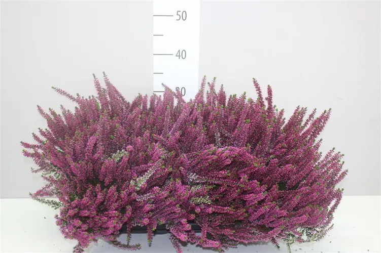 Calluna Beauty Ladies Lila črepník 12 cm