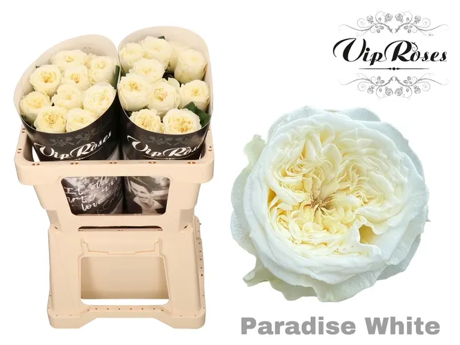 R Gr Paradise White X20 50 cm