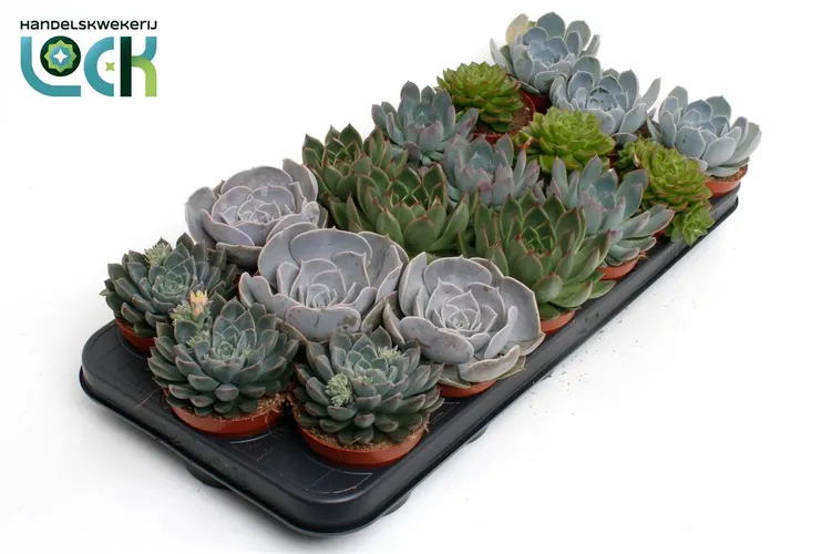 Echeveria Gemengd črepník 8,5 cm