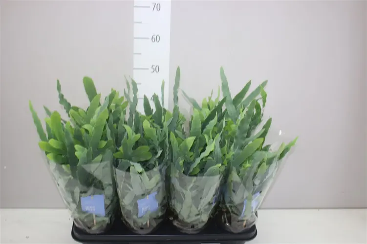 Phlebodium Aureum Blue Star črepník 14 cm