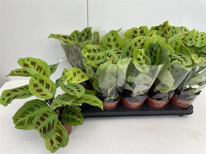 Maranta Fantasy črepník 12 cm