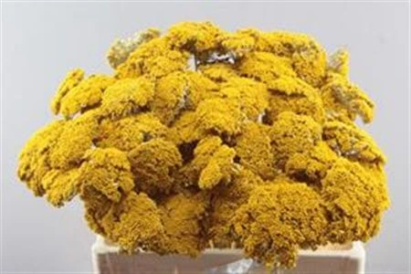 Achillea Yellow, sušené 60 cm