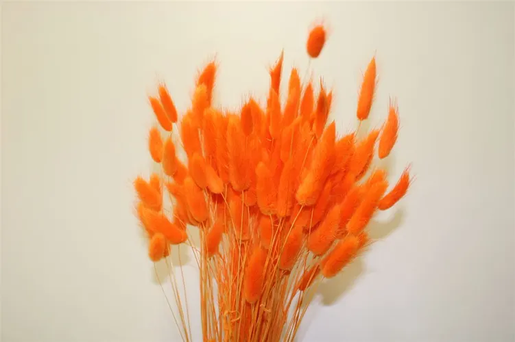 Dried Lagurus Orange 65 cm