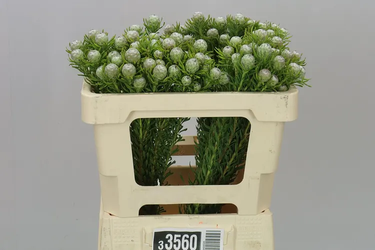 Kaaps Jade Pearl Spray 50 cm