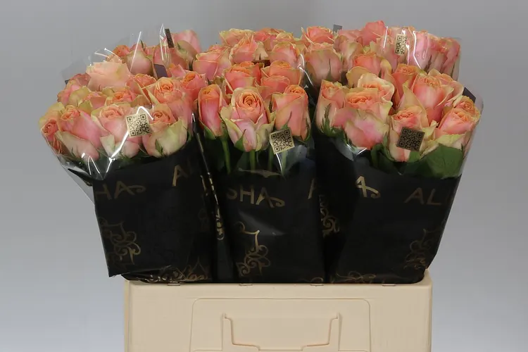 Rosa Gr Dividend 60 cm