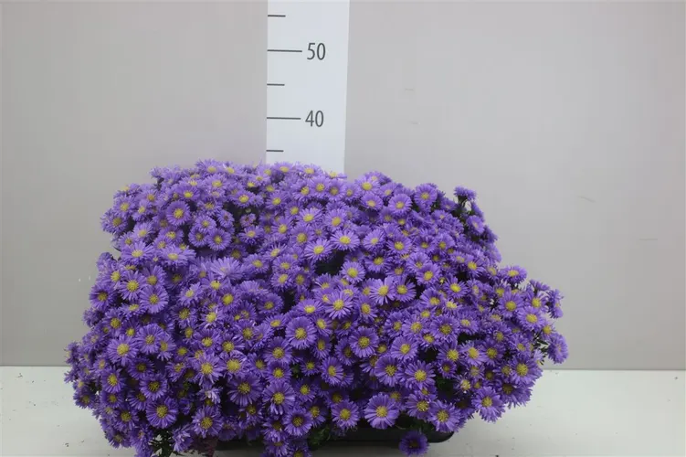 Aster D Purple Lady črepník 12 cm