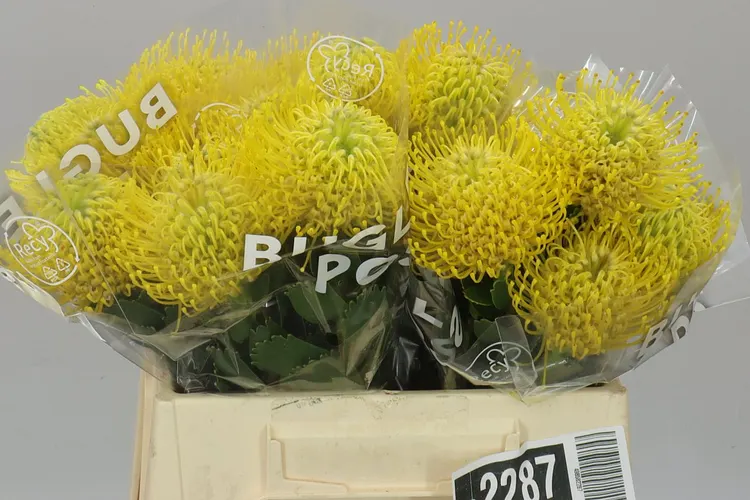 Leucospermum Ayoba Yellow 40 cm