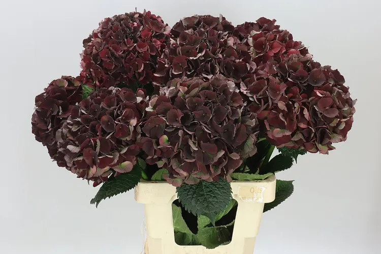 Hyd Black Ruby Classic 60 cm