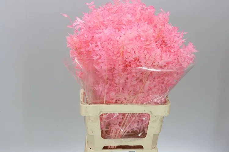 Dried Ruscus Light Pink 70 cm