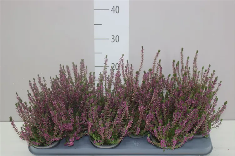 Vres G.girls ružový črepník 11 cm