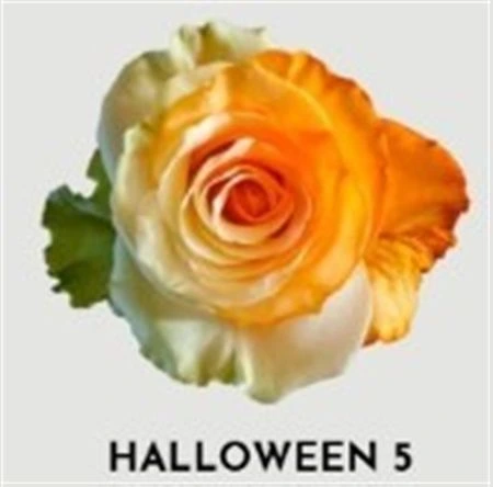 Ruža farbená Halloween 5, Ekvádor 50 cm