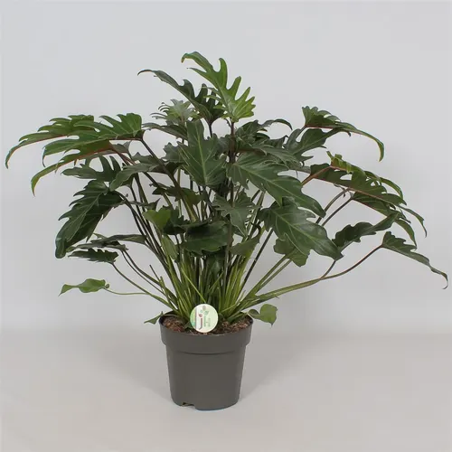 Philodendron 'xanadu' črepník 21 cm