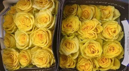 Rosa Gr Ec New Yellow 40 cm