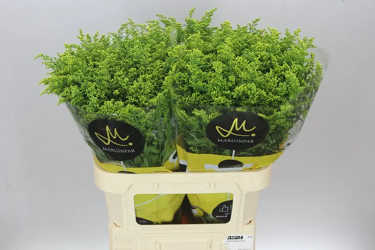 Solidago / Zlatobyľ (hlavný sklad)
