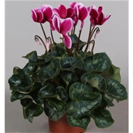 Cyklámen veľkokvetý Snowridge Purple črepník 13 cm