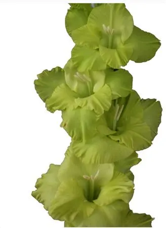 Glad. Green 110 cm