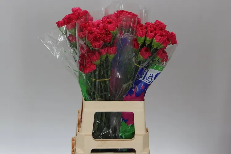 Di St Cerise 70 cm
