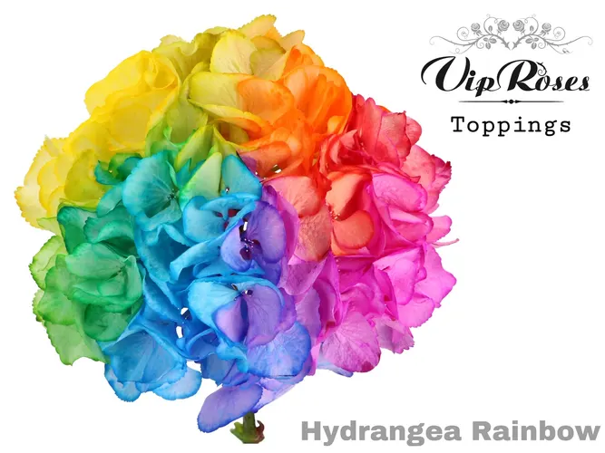 Hydr M Rainbow 60 Cm 60 cm